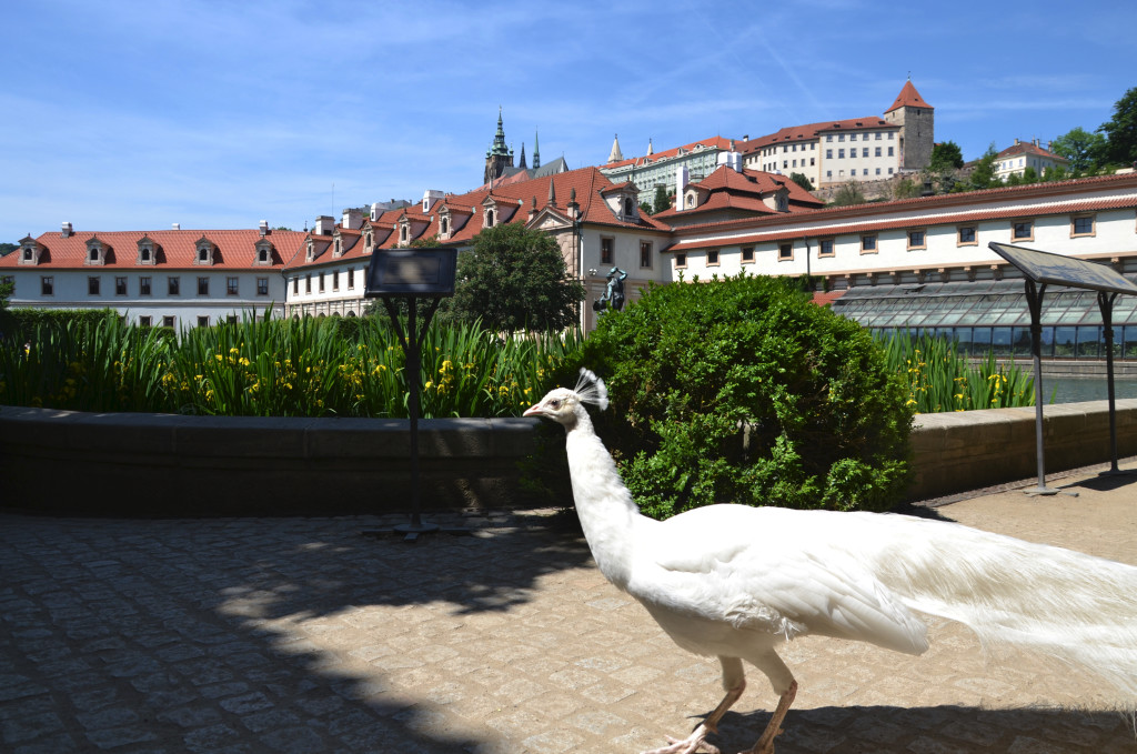 prag borg byvandring
